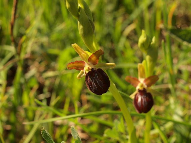 Ophrys pseudoatrata